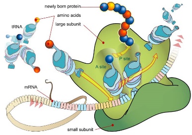 vaccine covid 19 d