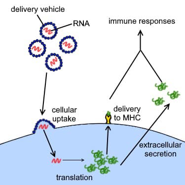 vaccine covid 19 e